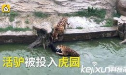 大驴爆料胜仔视频大全下载,胜仔视频大全独家下载攻略